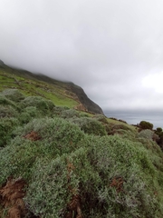 Plecostachys serpyllifolia