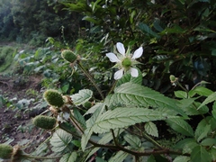 Rubus sumatranus
