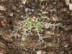 Evolvulus sericeus