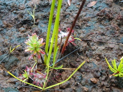 Drosera neocaledonica