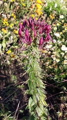 Cleome spinosa