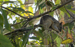 Sciurus variegatoides helveolus