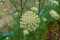 Daucus carota sativus