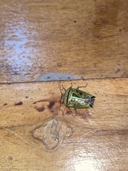 Edessa collaris-group