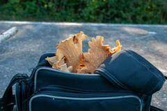 Cantharellus amethysteus