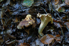 Cantharellus amethysteus