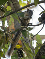 Sciurus variegatoides helveolus