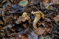 Cantharellus amethysteus