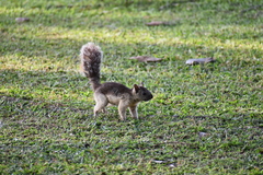 Sciurus variegatoides helveolus