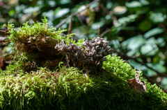 Thelephora anthocephala