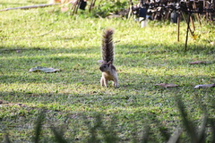 Sciurus variegatoides helveolus