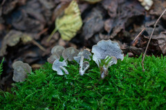 Baeospora myriadophylla