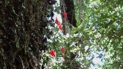 Sarmienta scandens