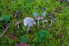 Baeospora myriadophylla