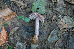 Mycena sororia