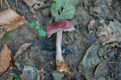 Mycena sororia