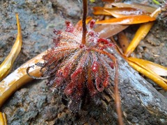 Drosera neocaledonica