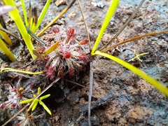 Drosera neocaledonica