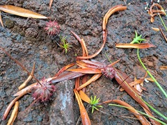 Drosera neocaledonica