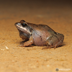Physalaemus cuvieri