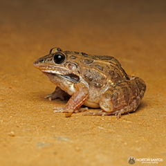 Leptodactylus fuscus
