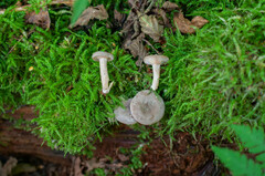 Lactarius glyciosmus