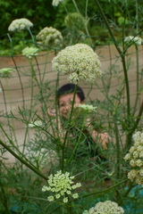 Daucus carota sativus