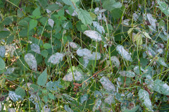 Neoerysiphe galeopsidis