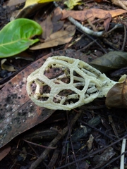 Clathrus chrysomycelinus