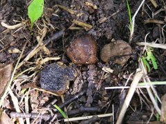 Melanogaster tuberiformis