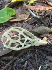 Clathrus chrysomycelinus
