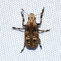 Euparius marmoreus
