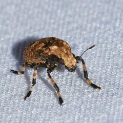 Euparius marmoreus