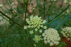 Daucus carota sativus
