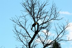 Ramphastos dicolorus