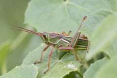 Staleochlora viridicata