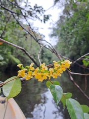 Pterocarpus officinalis