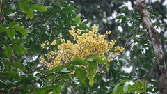 Pterocarpus officinalis