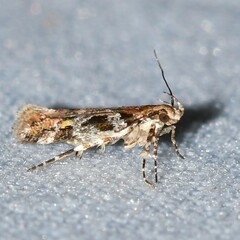 Aristotelia amelanchierella