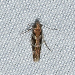 Aristotelia amelanchierella