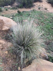 Muhlenbergia rigens
