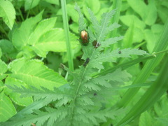 Chrysolina graminis