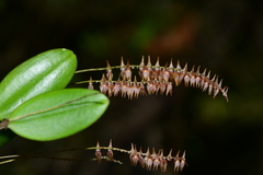 Lepanthopsis pristis