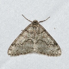 Phigalia denticulata