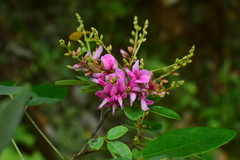Lespedeza bicolor
