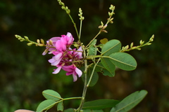 Lespedeza bicolor