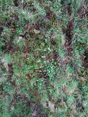 Plecostachys serpyllifolia