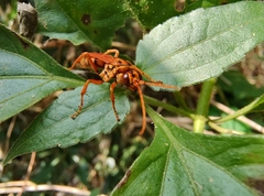 Batozonellus annulatus