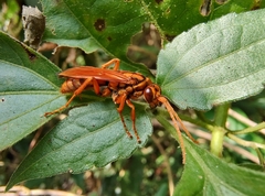 Batozonellus annulatus