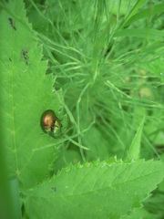 Chrysolina graminis